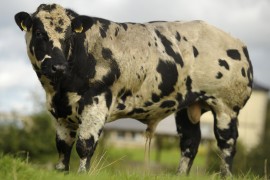 LukeRoyal British Blue Bulls For Sale Chelford Sat 2nd March 2012