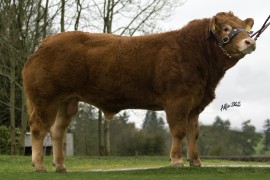 Newtown Limousins Bulls For Sale Roscrea 19th March