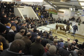 Standing room only at Fleckvieh Fair as prices soar