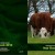 Irish Simmental Cattle Society Year Book 2012