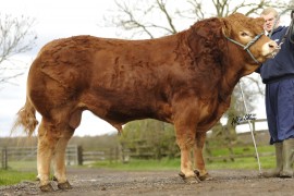 Glenrock Fortune for sale at Carlisle 5th May