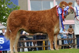 Milbrook takes Balmoral interbreed Overall Championship for 2nd consecutive year