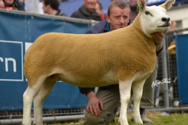 Forkins gimmer tops texels and goe on to win Sheep interbreed at Balmoral 2012