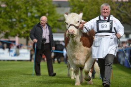 NI Hereford on parade this weekend at Omagh for their National Show