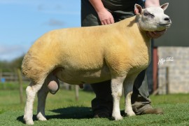 McAllister Livestock add new stock ram to Beltex Flock