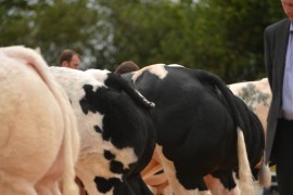 Irish Belgian Blue photos on line from Mohill Show