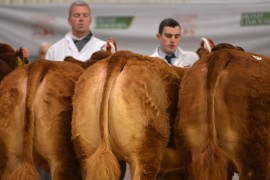 Irish Limousin Roscrea Premier Sale Monday 16th May