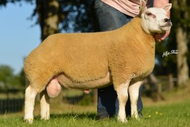 McAllister livestock for sale this summer