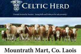 Celtic herd catalogue now on line