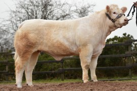 Burnside Heifers sell to a top of 6200gns