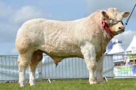 Charolais NI Sale Monday 26th May in Dungannon