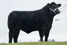 Coolermoney Riddick for sale at Stirling Bull Sales in February