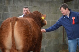 Irish Limousin Roscommon Sale Sat 21st May – 90 Bulls for Sale