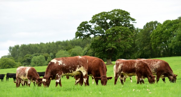 Click the link below to view presage images for Uppermill Shorthorn herd