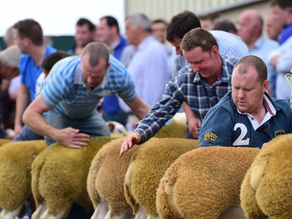 Portrait images now online from NI Texel premier sale Ballymena, click the link below for more images