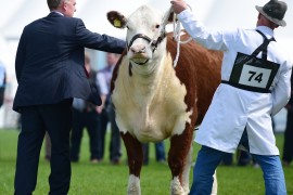 Beattie Family win Hereford Champion & Reserve