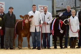 British Limousin Ballymena Calf Show 17 Images Now Online