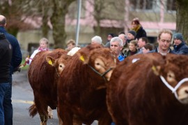 Balmoral Bull Sales Spring Sale Images Now Available