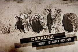 Caramba Shorthorn Pre-sale promo