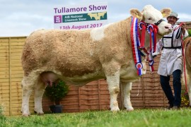 Irish Simmental Tullamore Show images now onlin