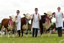 Hereford National Show Champions at Omagh Show