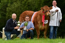 NI Limousin National Show images now online