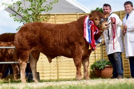 National Show Tullamore Limousin image now online