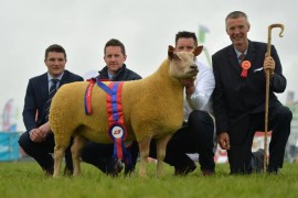 Charollais ewe wins sheep interbreed title at Balmoral