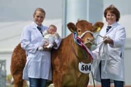 Balmoral Limousin images now online