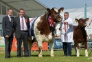 Beef Shorthorn clean sweep at Balmoral