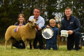 Charollais Sheep sell to a top of 4,400gns in Dungannon