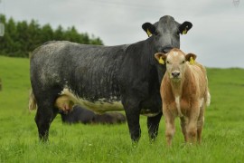 Harte Farm’s Commercial Herd Dispersal 19th July at 7pm at Elphin Mart