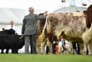 Balmoral Shorthorn pictures now online