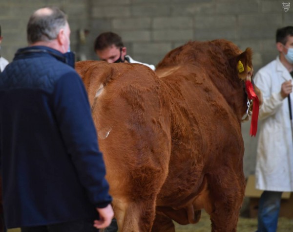 Willie Smith during judging at the first sale of the season at Roscrea. Click link below for more photos