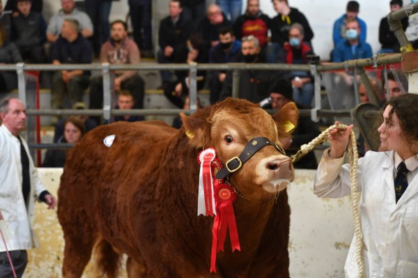 Limousin sale images now online, click the link below for more images