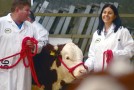 NI Hereford Calf Show images now online