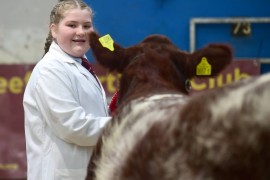 First time exhibitors to the fore at NI Shorthorn Calf Show
