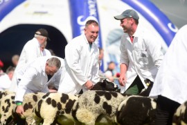 Dutch Spotted Balmoral judging images now online