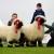 Conway family lift red rosettes during Valais BN judging at Balmoral Show